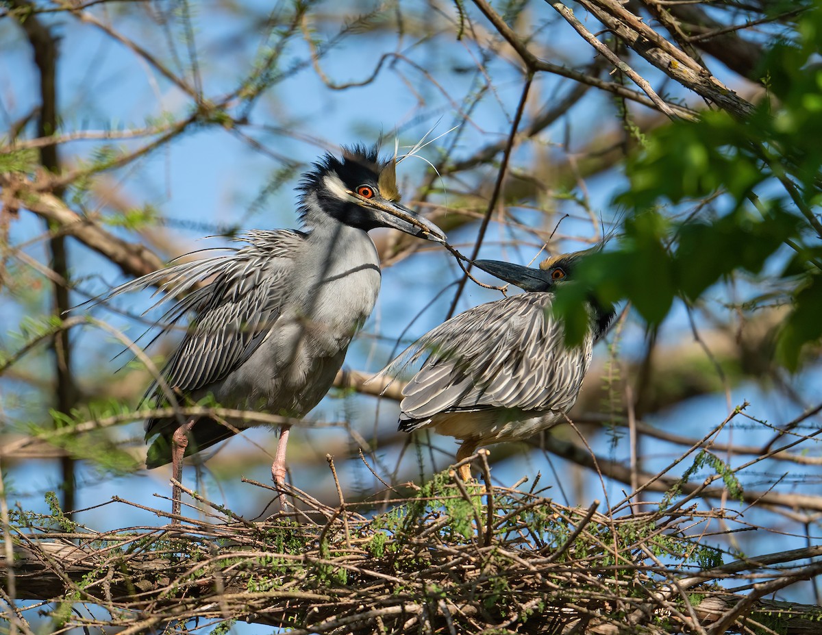 Yellow-crowned Night Heron - ML322089111