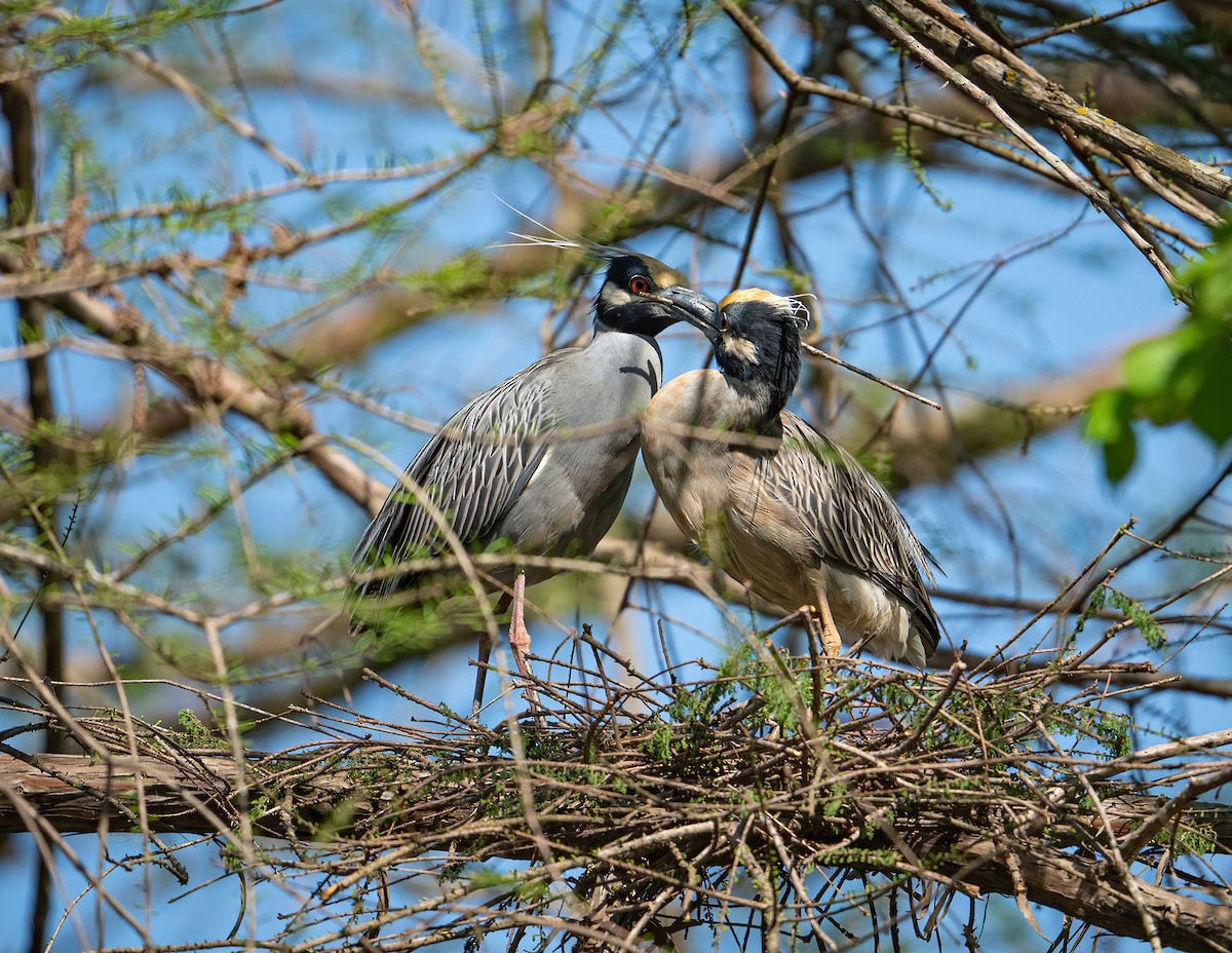 Yellow-crowned Night Heron - ML322089121