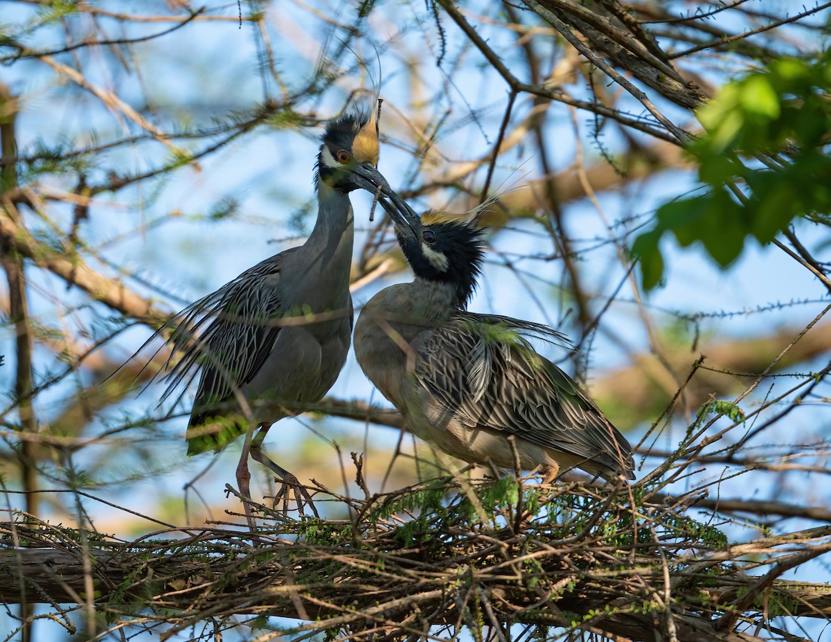 Yellow-crowned Night Heron - ML322089131