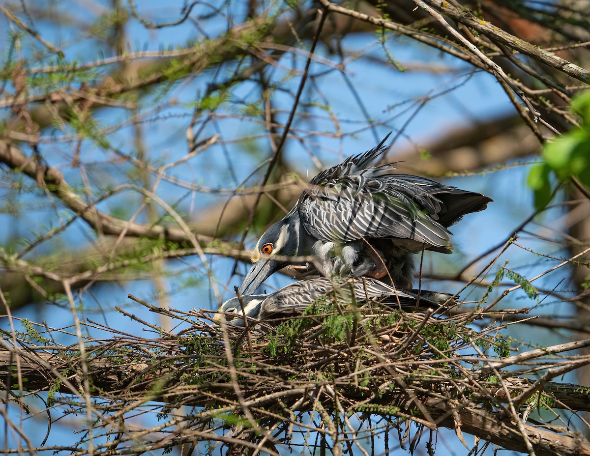 Yellow-crowned Night Heron - ML322089141