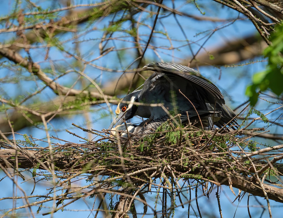 Yellow-crowned Night Heron - ML322089151