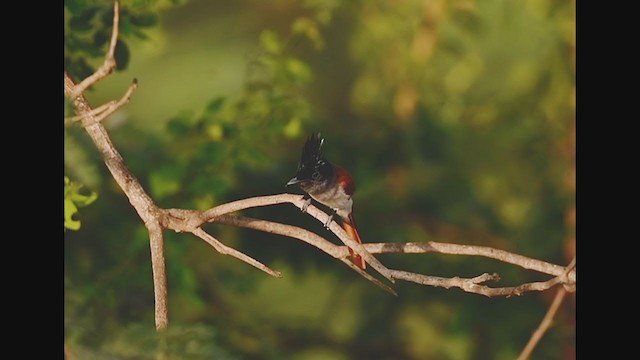 Indian Paradise-Flycatcher - ML322089221