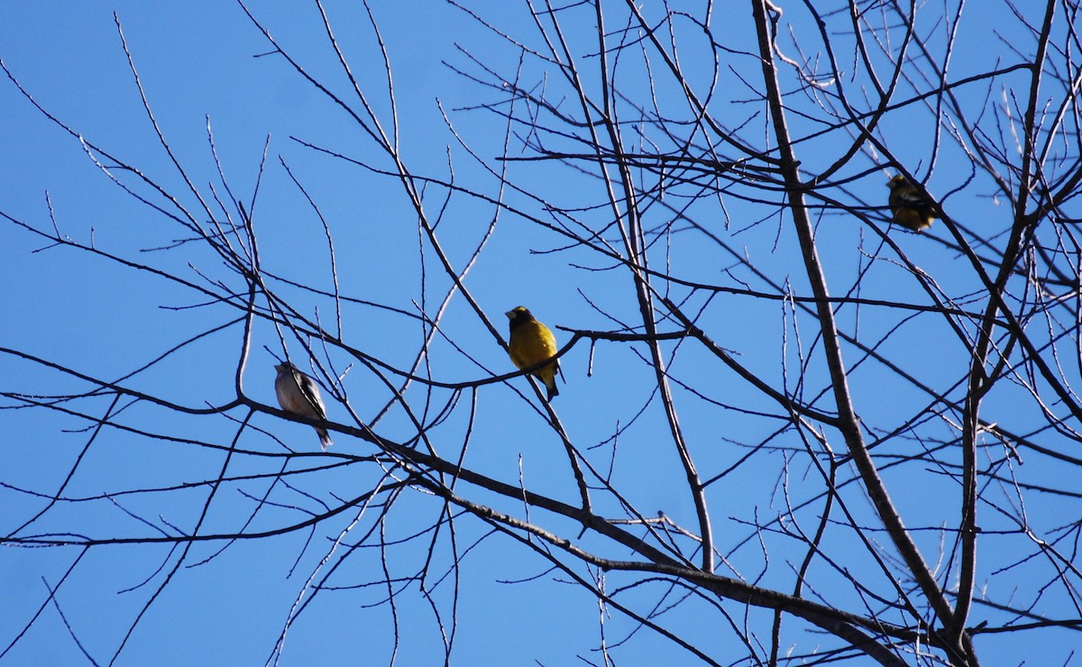 Evening Grosbeak - ML322089591