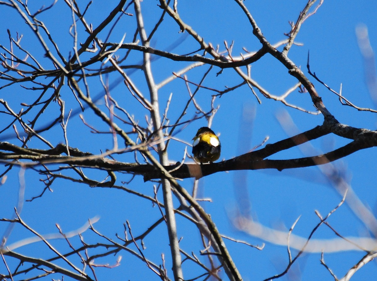 Evening Grosbeak - ML322089601