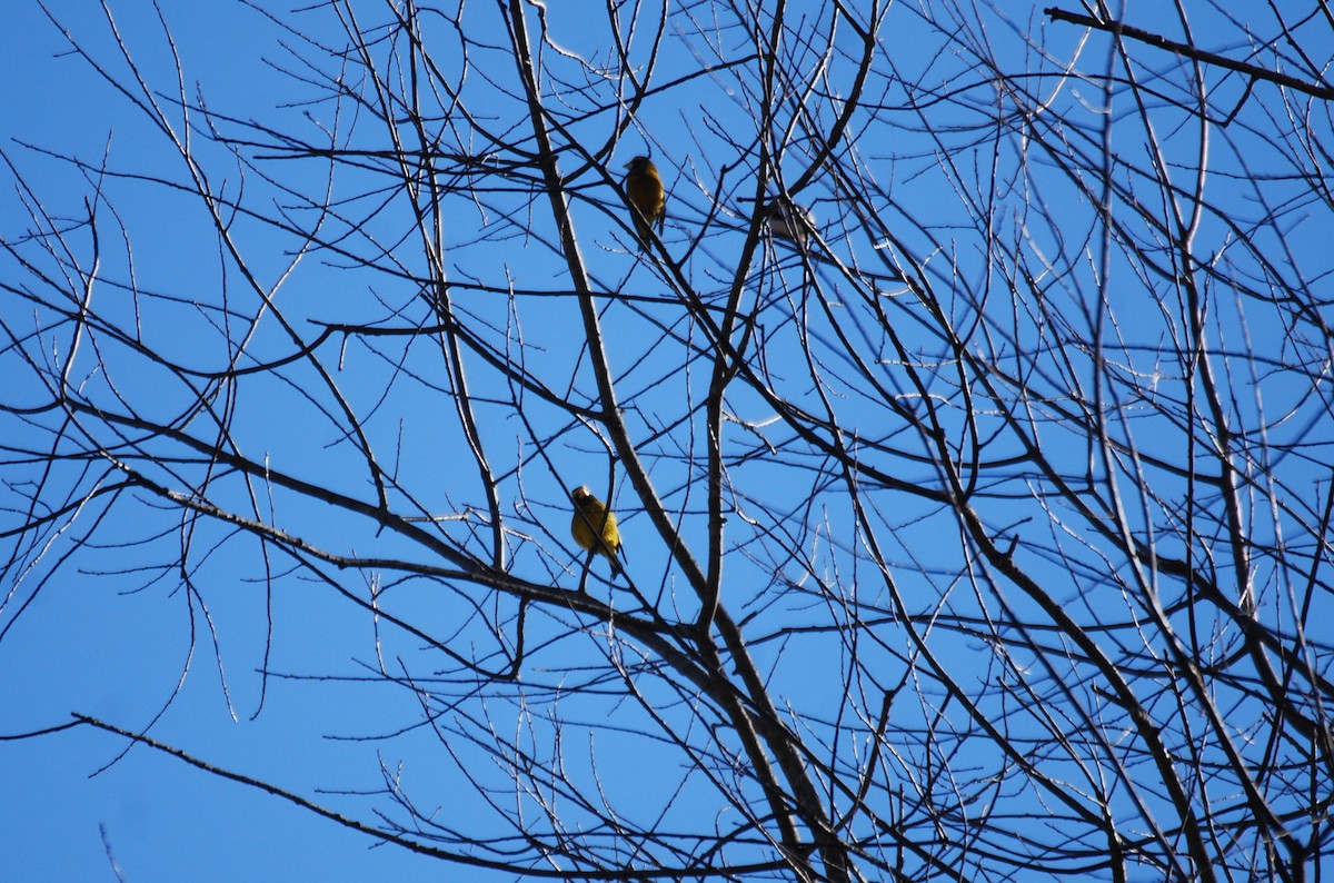 Evening Grosbeak - ML322089611