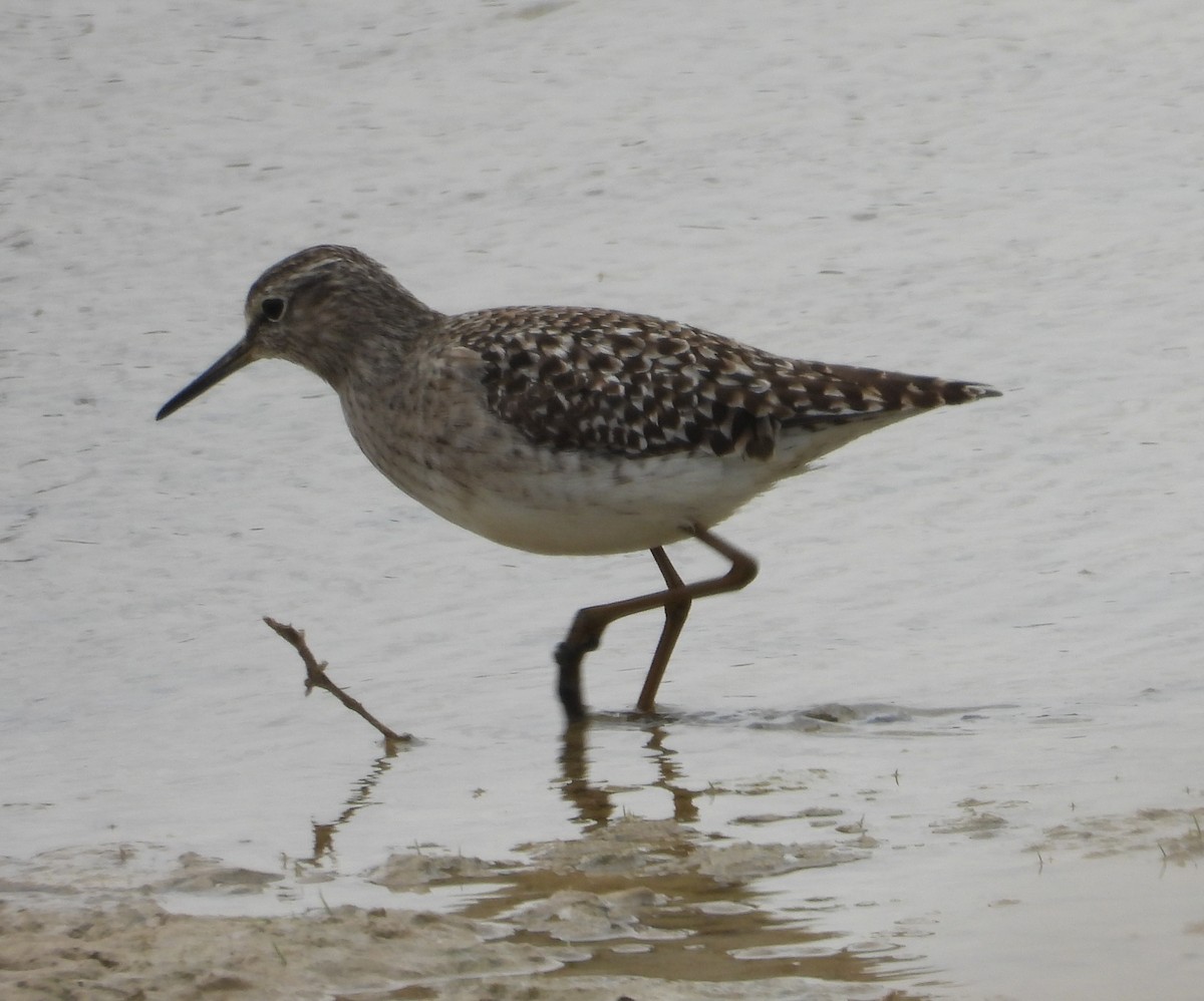 Wood Sandpiper - ML322091341