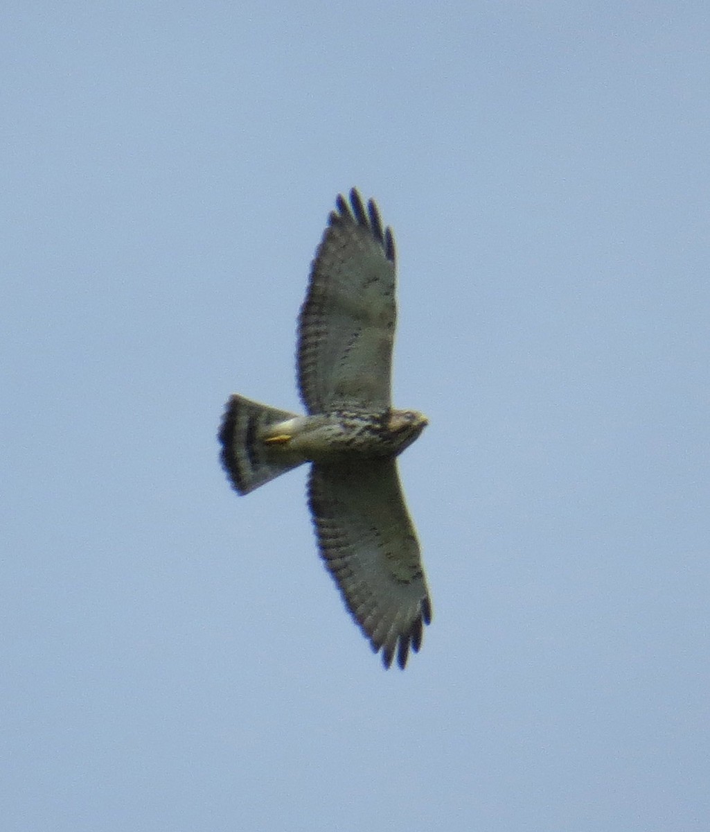 Broad-winged Hawk - David Muth