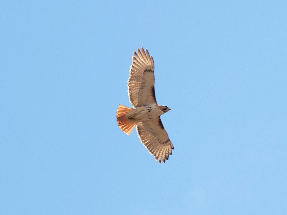 Red-tailed Hawk - ML322094381
