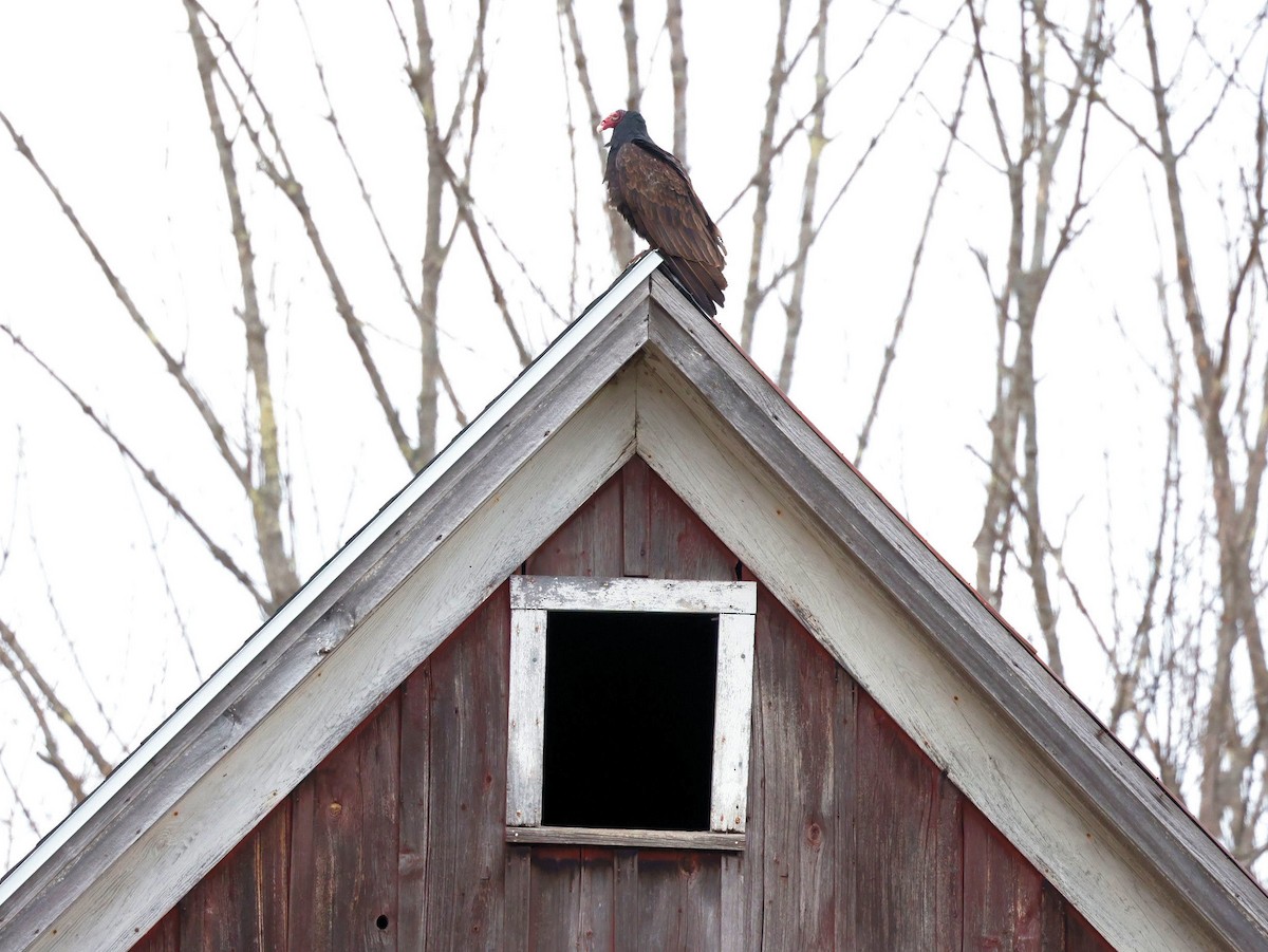 Turkey Vulture - ML322094441