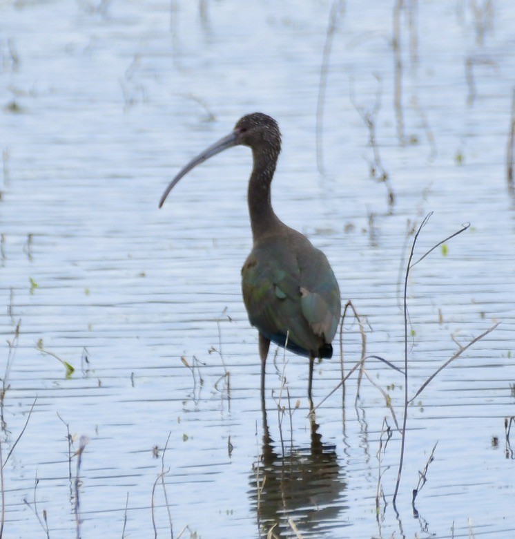 White-faced Ibis - ML322094571