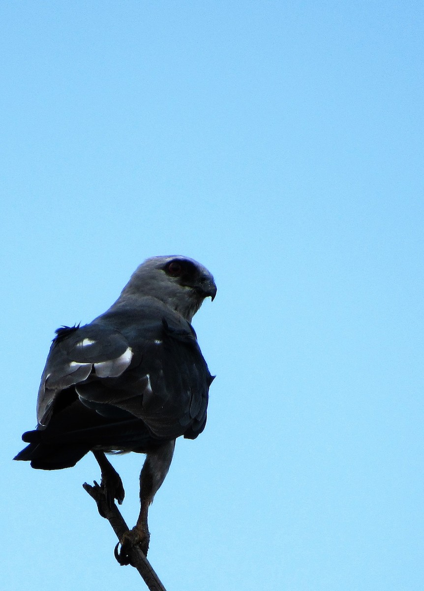 Mississippi Kite - ML32209571