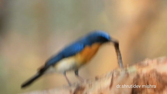 Tickell's Blue Flycatcher - ML322096711