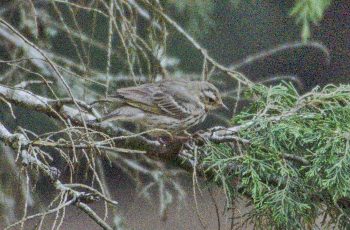 Olive-backed Pipit - ML322098551