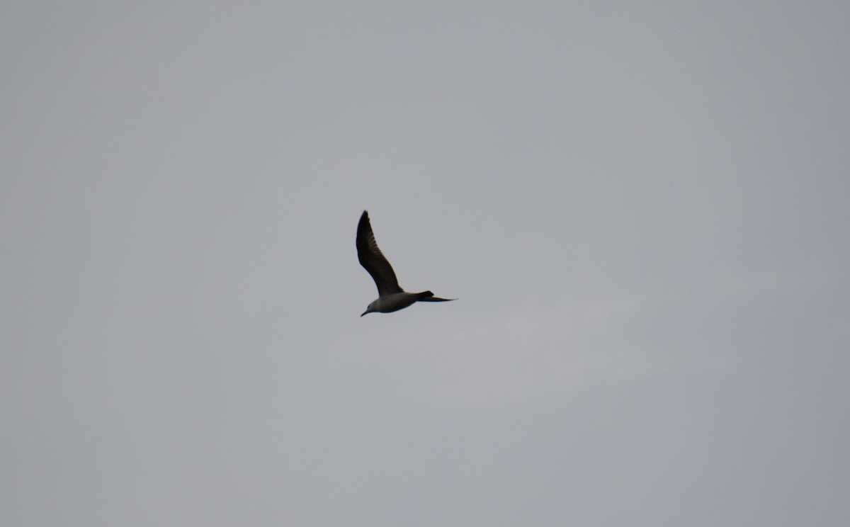 Black-headed Gull - ML322099091