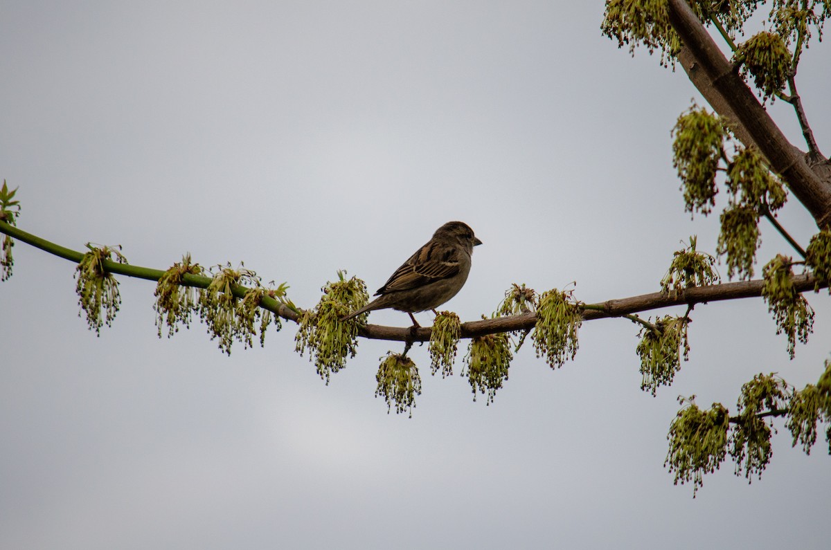Eurasian Tree Sparrow - ML322099151