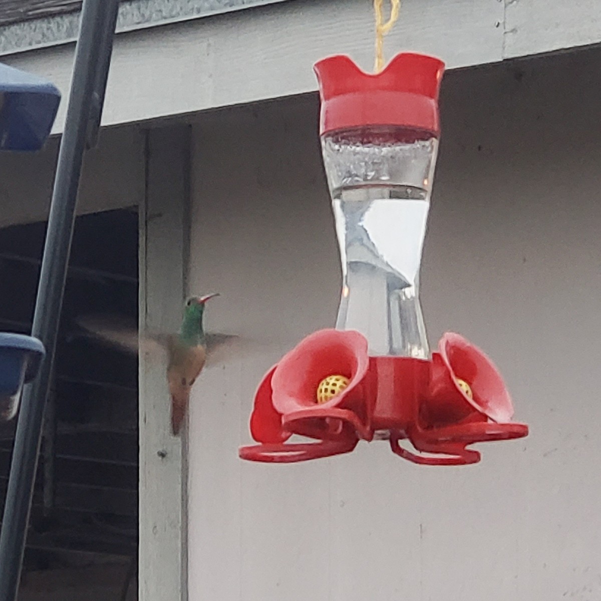kolibřík yukatanský - ML322103001