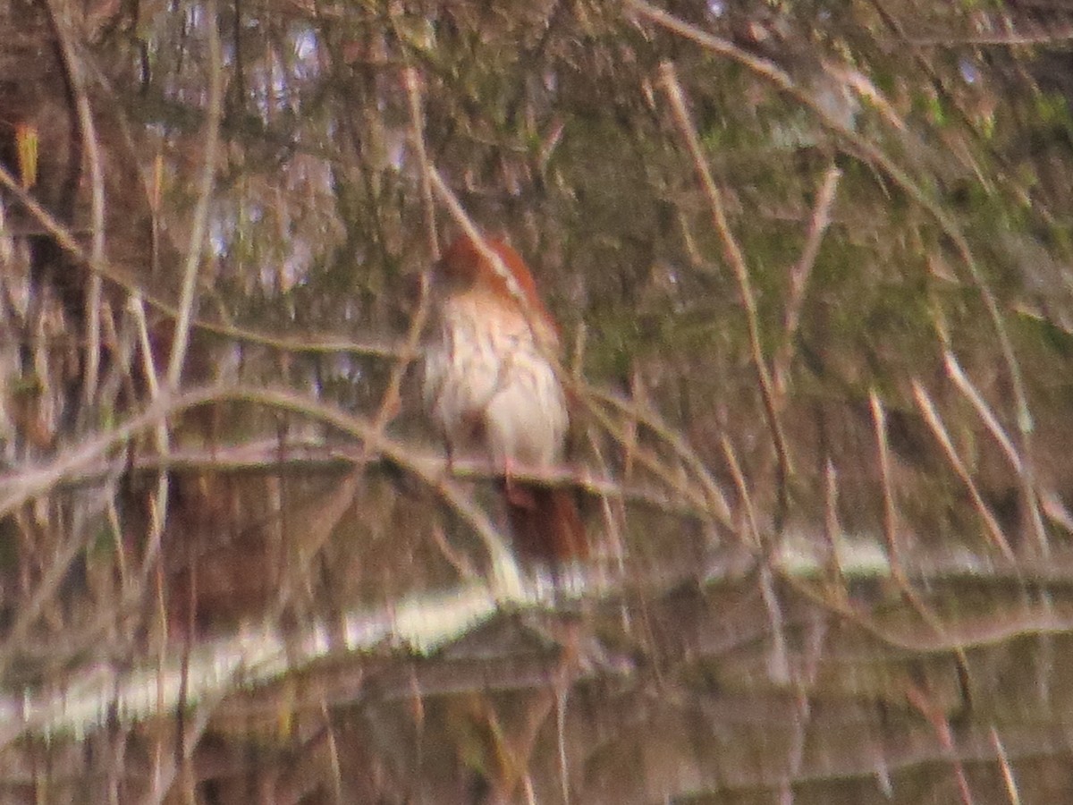 Brown Thrasher - ML322103081