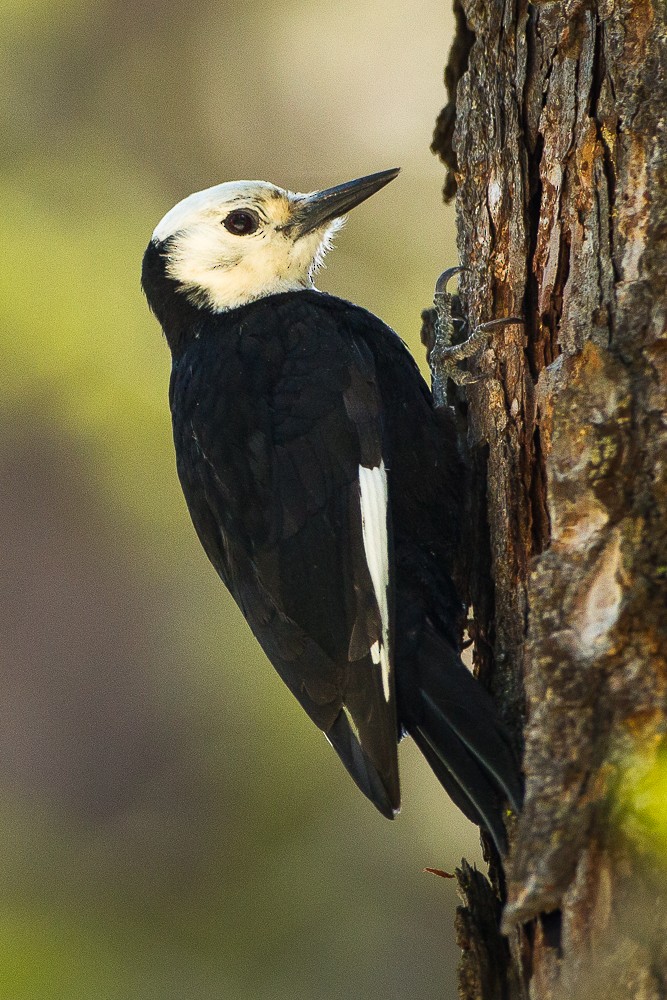 White-headed Woodpecker - ML322103221