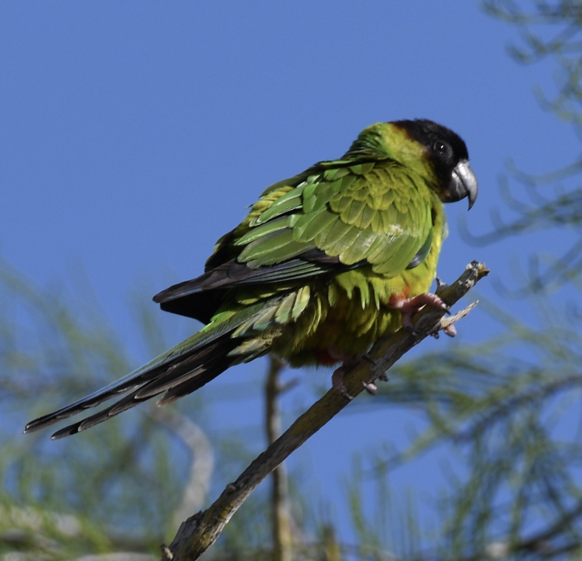 Nanday Parakeet - ML322104451