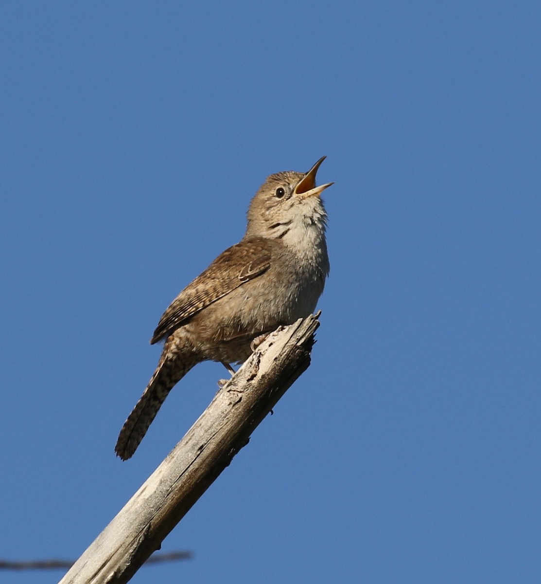 House Wren - ML322105251