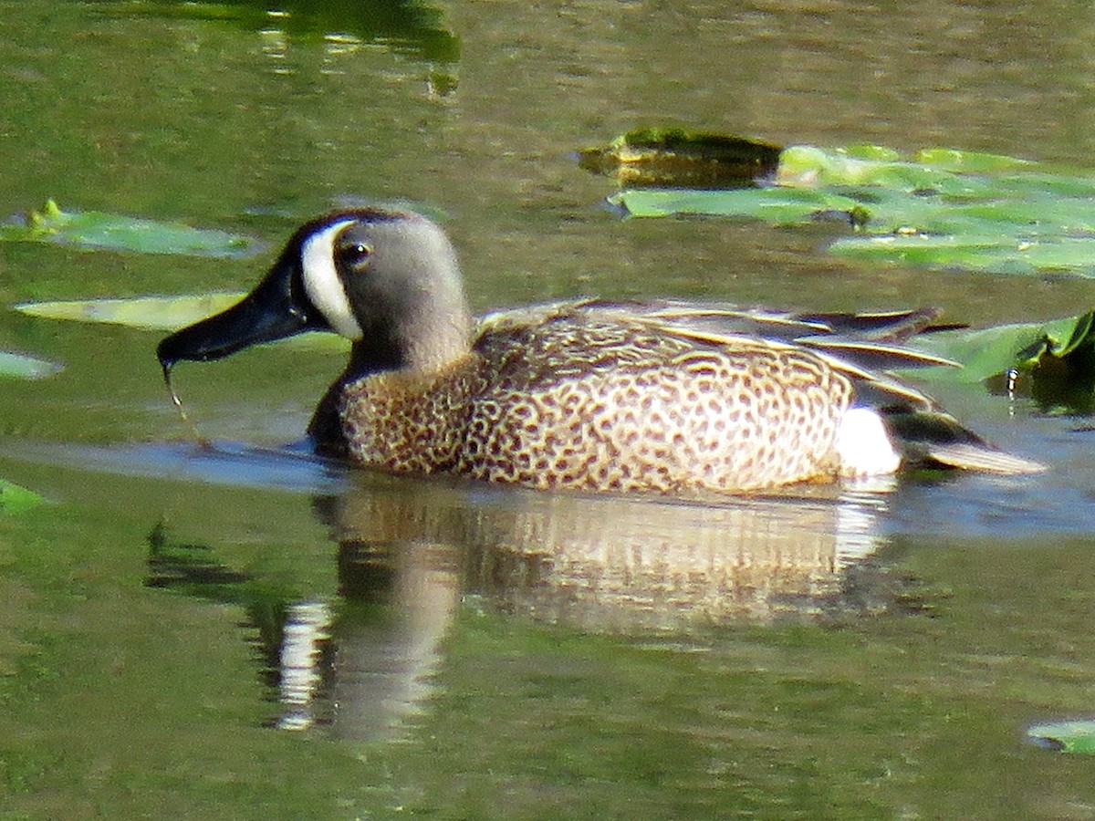 Blue-winged Teal - ML322105981