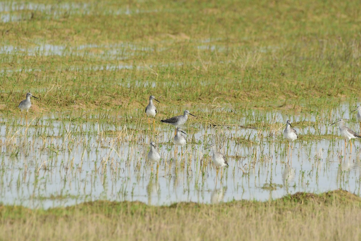 Greater Yellowlegs - ML322107541