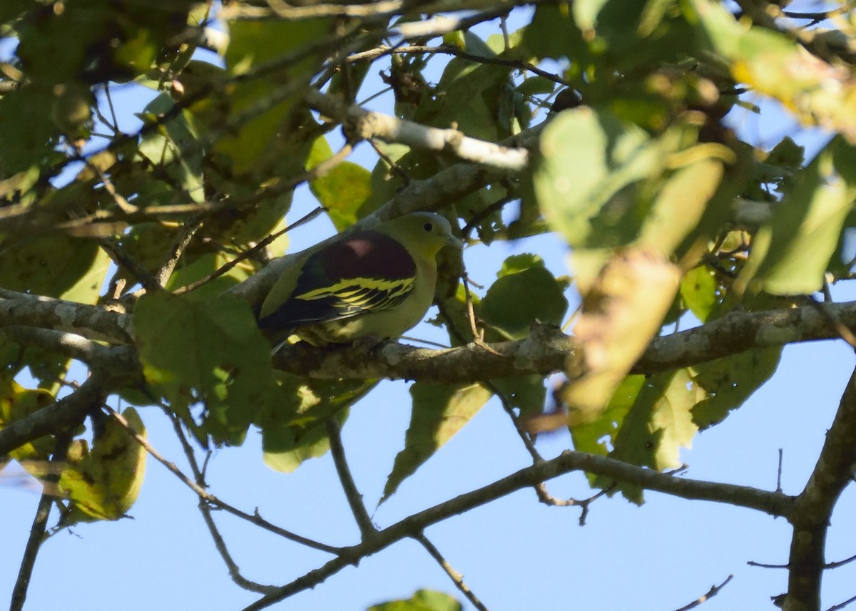 Ashy-headed Green-Pigeon - ML322109911