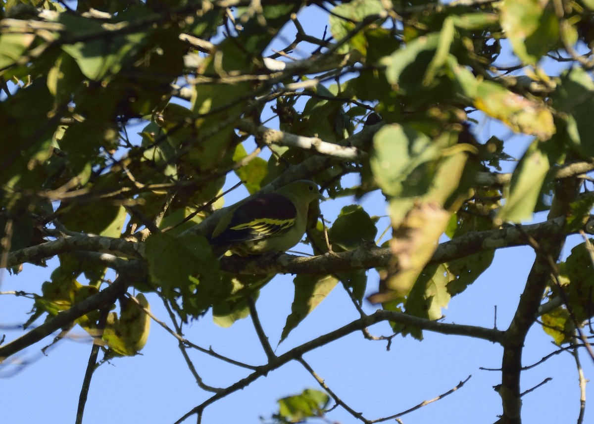 Ashy-headed Green-Pigeon - MAYANK NAMDEO