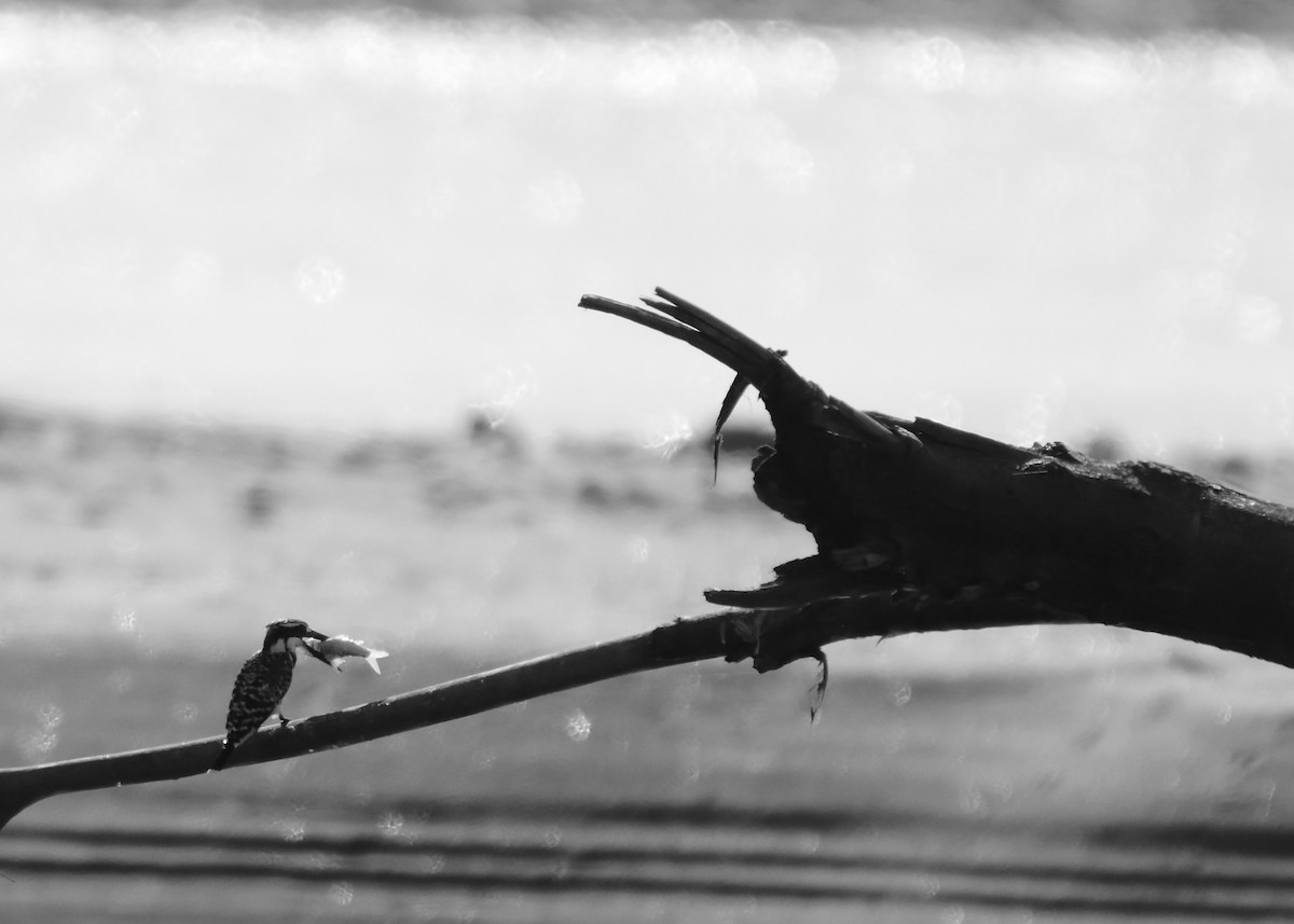 Pied Kingfisher - ML322110321