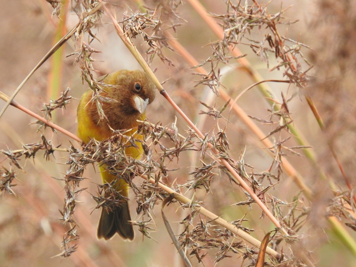 Red-headed Bunting - ML322110371