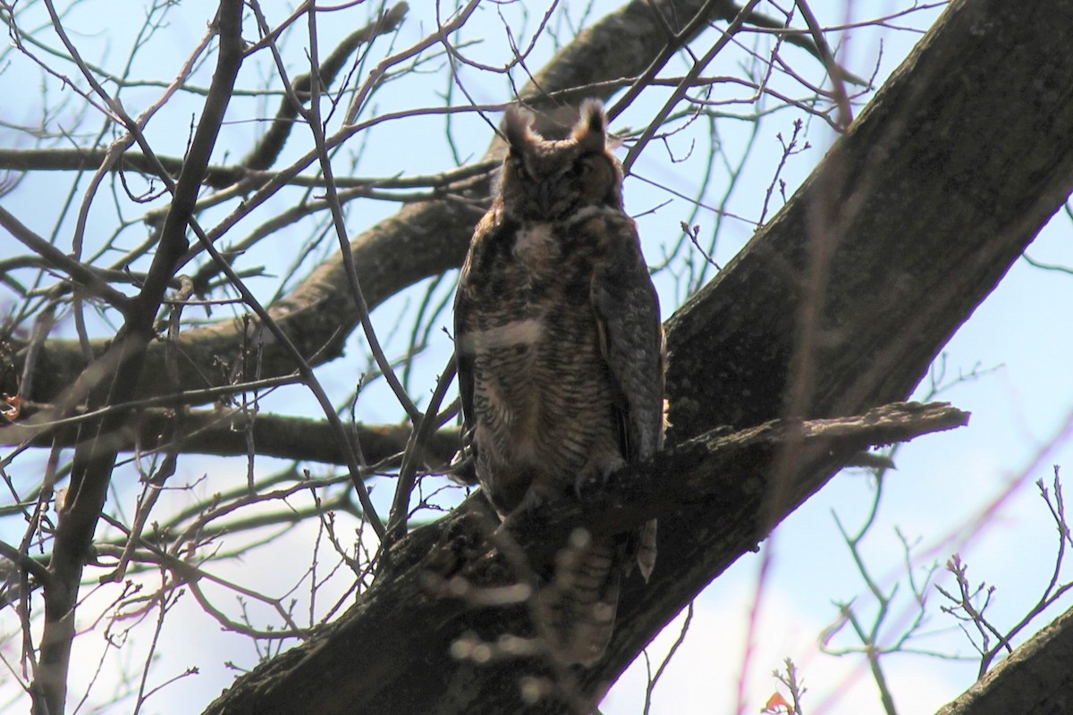 Great Horned Owl - ML322110891