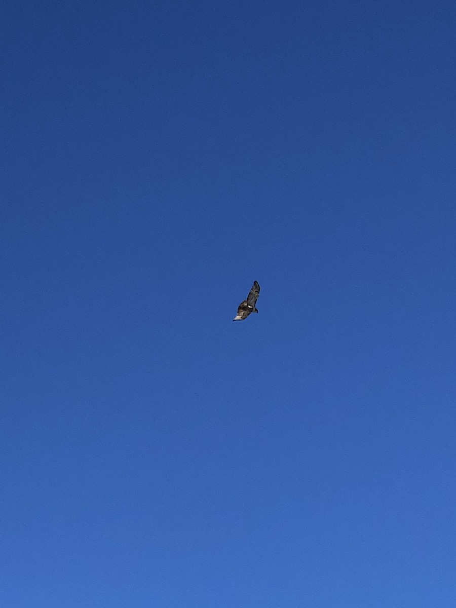 Red-tailed Hawk - ML322110961