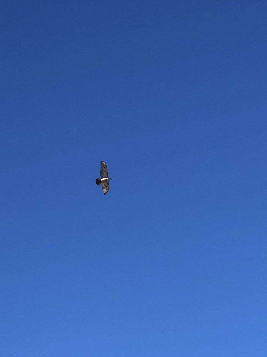 Red-tailed Hawk - ML322110991