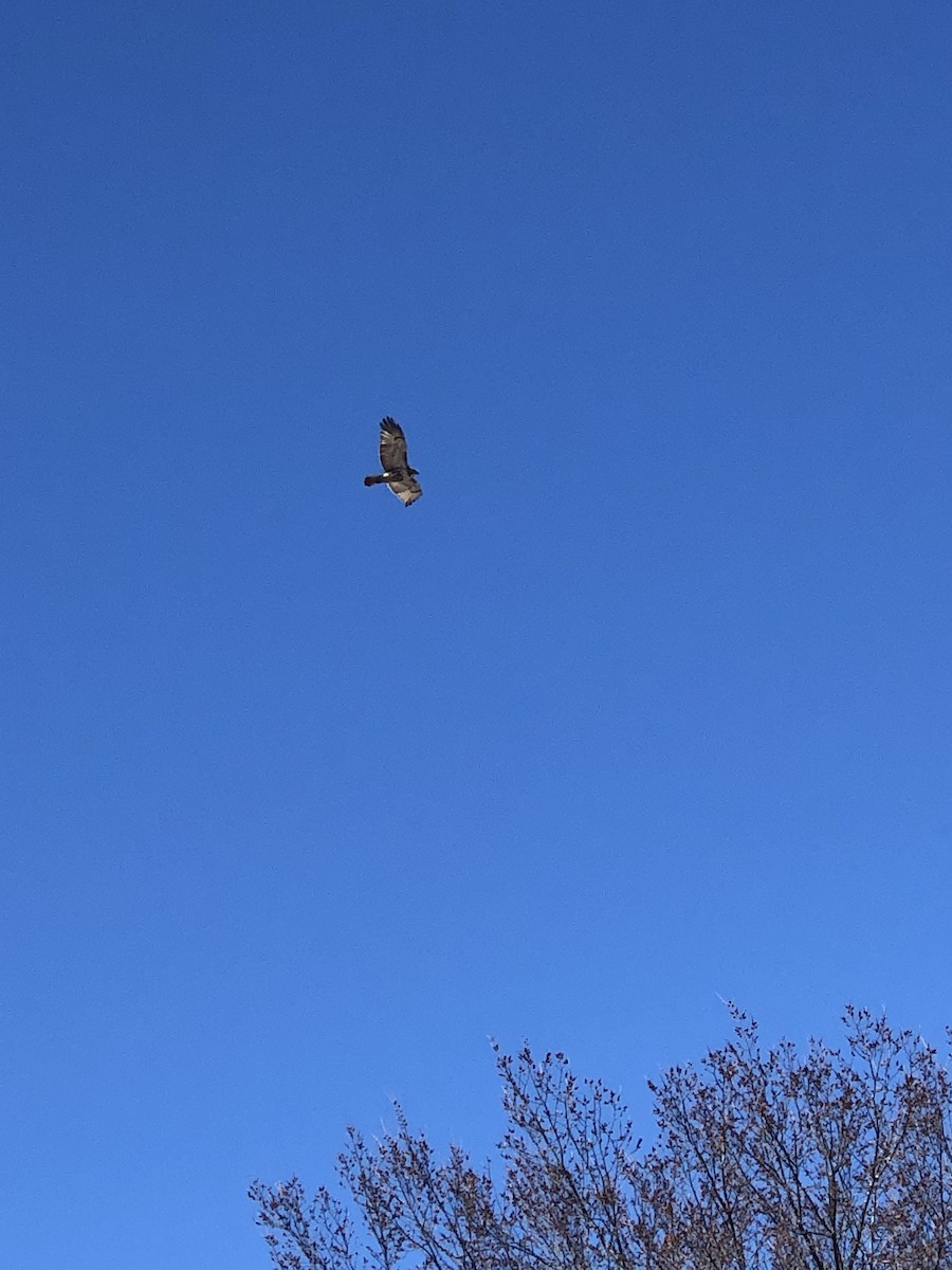 Red-tailed Hawk - ML322111001