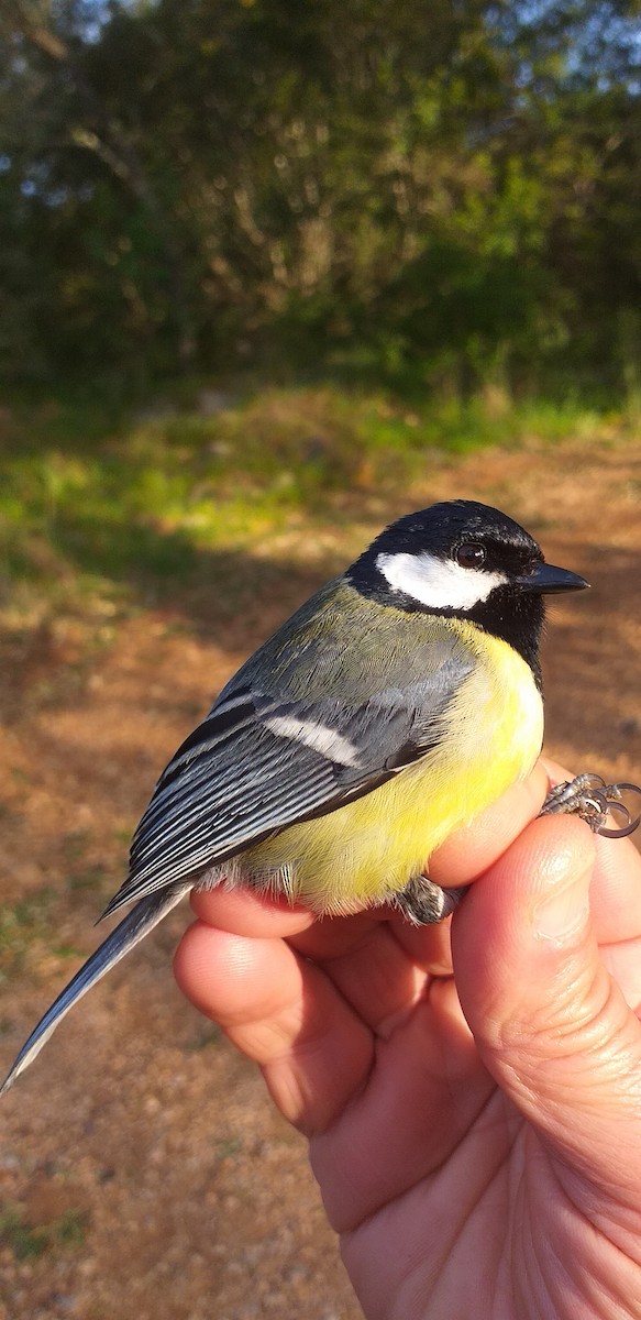 Great Tit - ML322112321