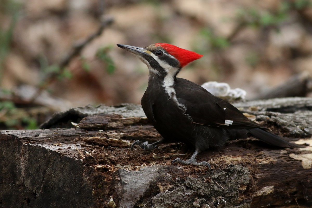 Pileated Woodpecker - Baxter Beamer