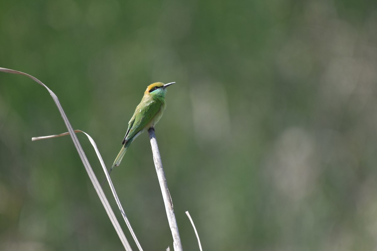 Asian Green Bee-eater - ML322113471