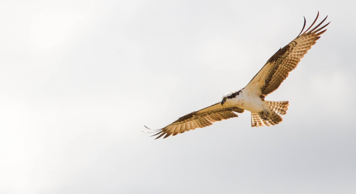 Águila Pescadora (carolinensis) - ML322113481