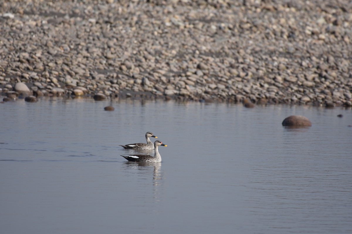 Canard à bec tacheté - ML322114791