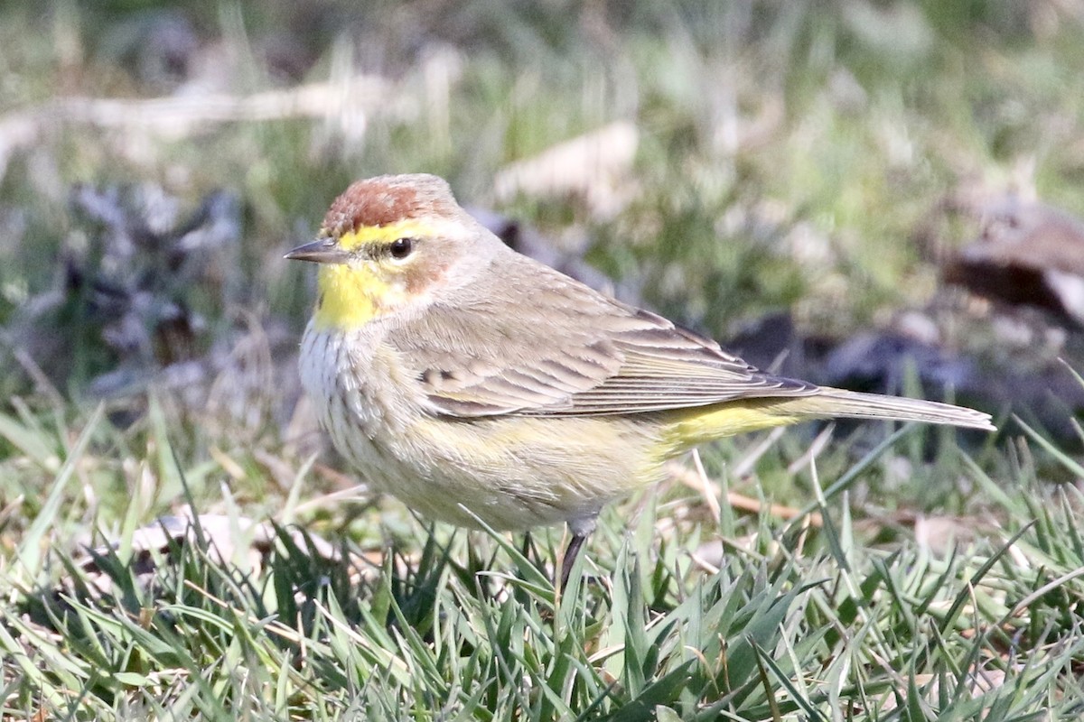 Palm Warbler - Jim Smallwood