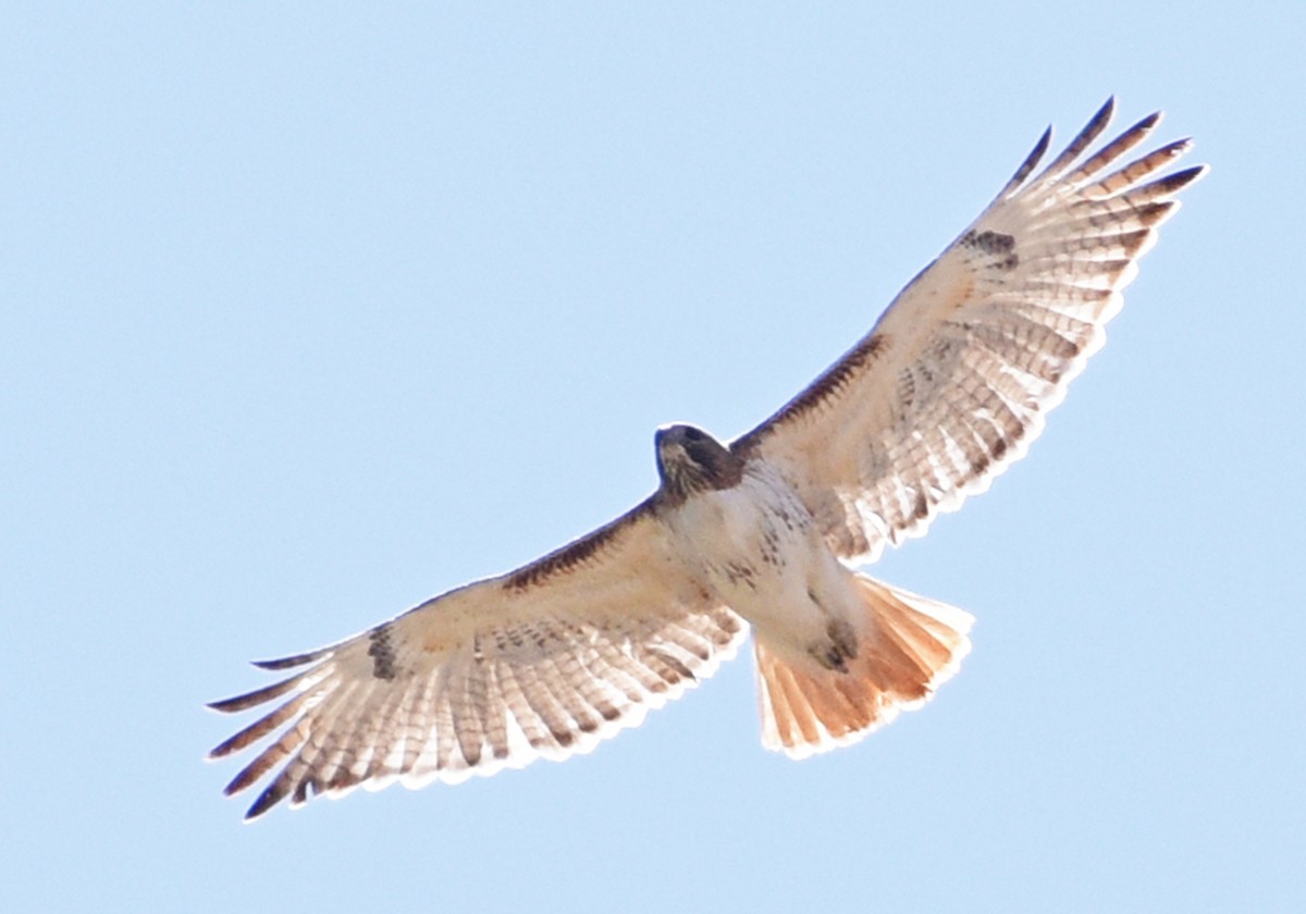 Red-tailed Hawk (borealis) - ML322117071