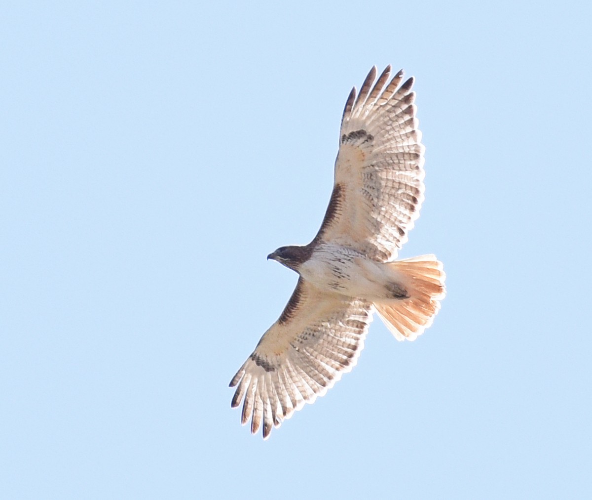 Red-tailed Hawk (borealis) - ML322117081