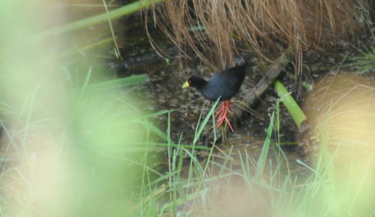 Black Crake - ML322117151