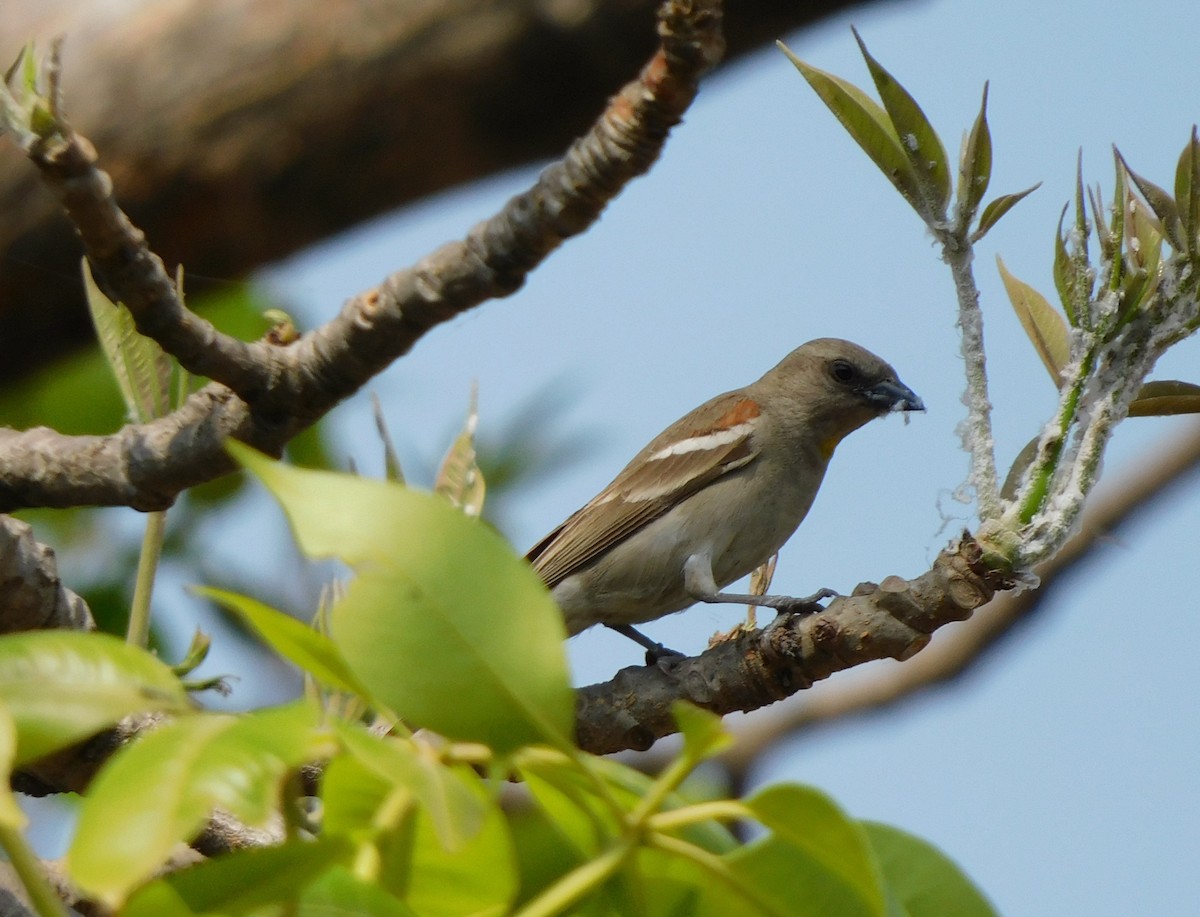 Yellow-throated Sparrow - jagdish negi