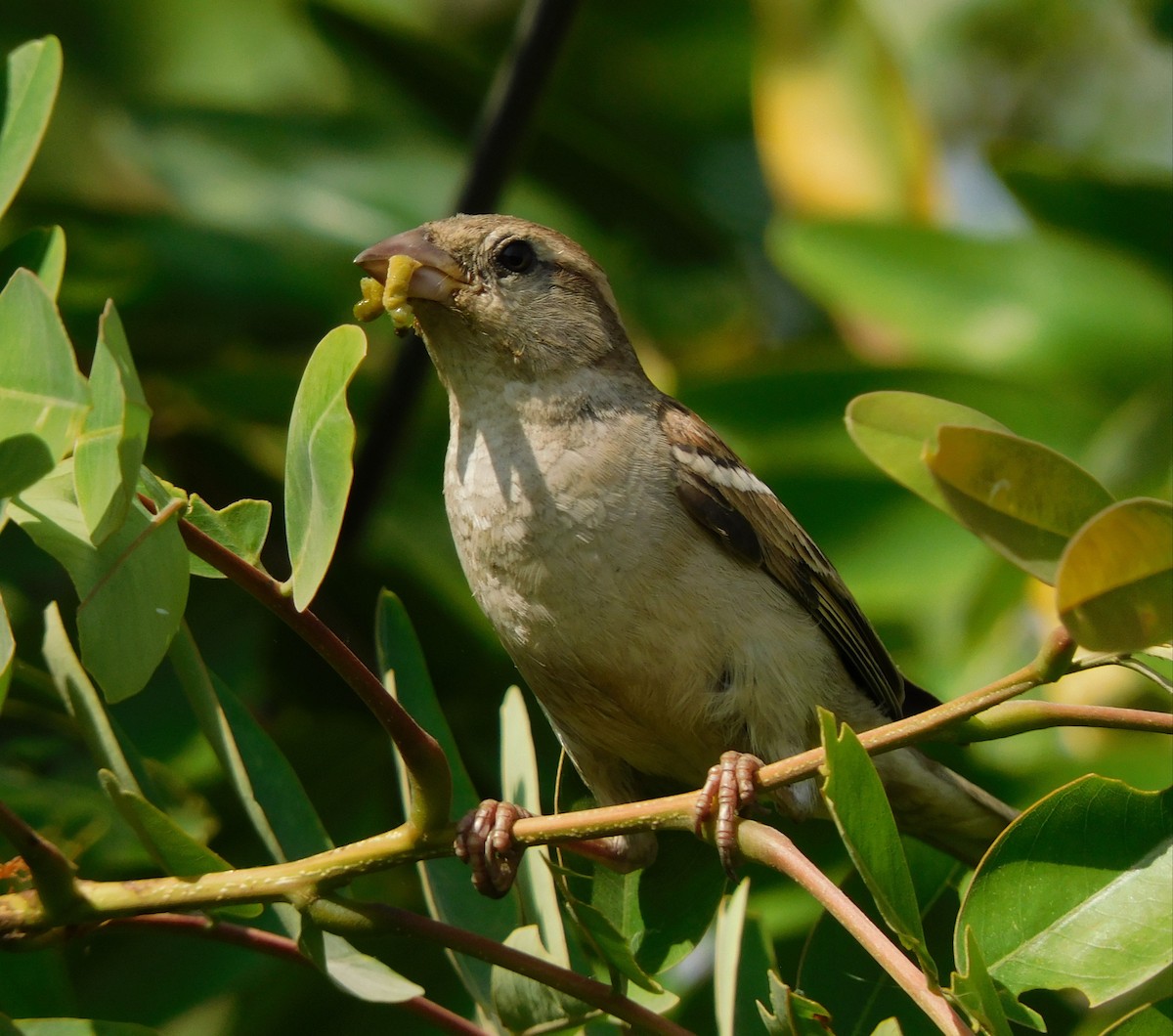 Yellow-throated Sparrow - jagdish negi