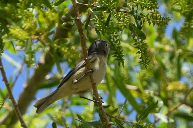 mesquiteparula - ML322120681