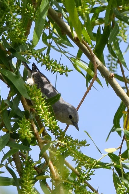 Lucy's Warbler - ML322120701