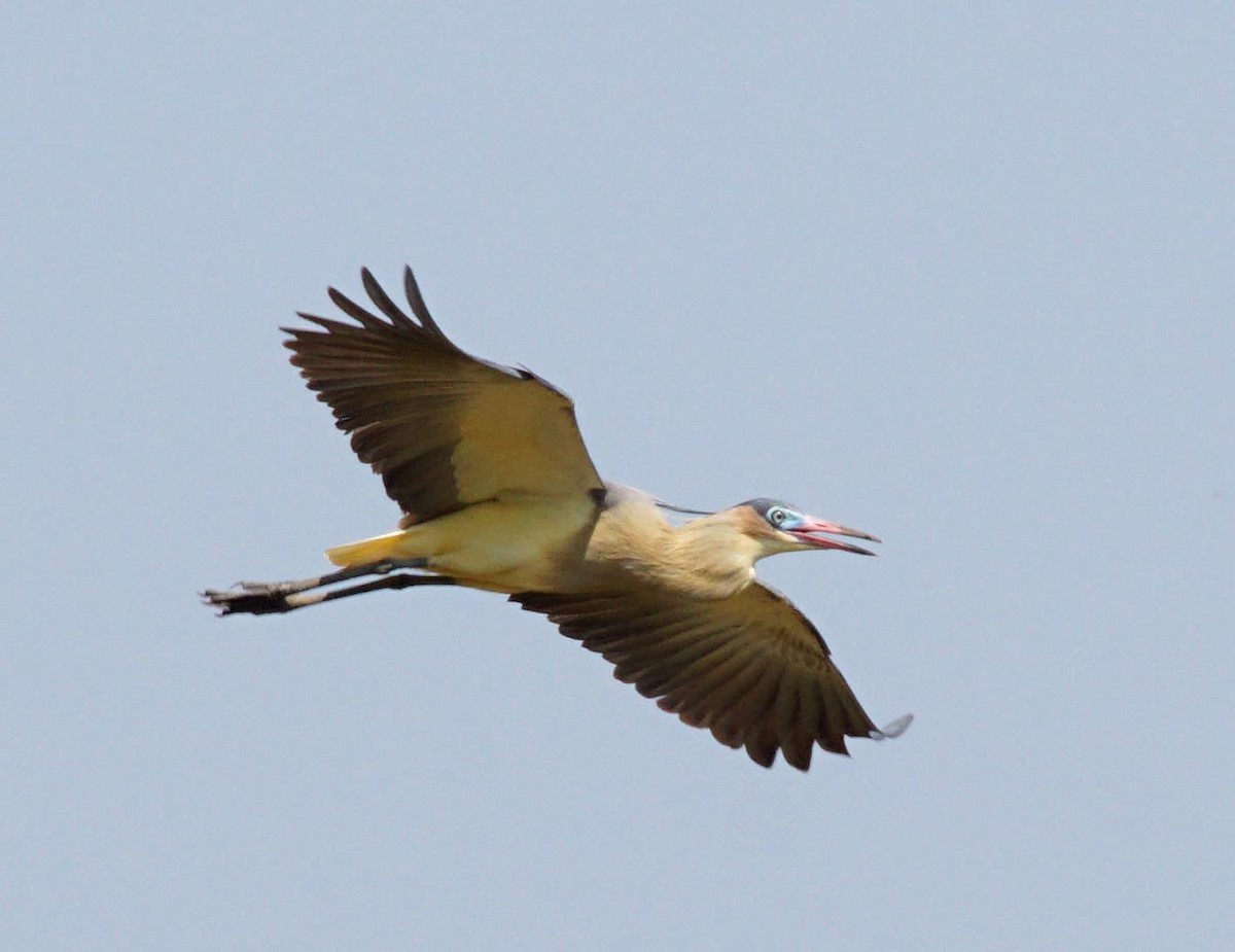 Garza Chiflona - ML322122081