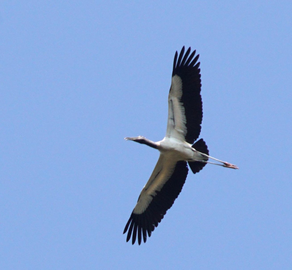 Wood Stork - Bernard Roelen