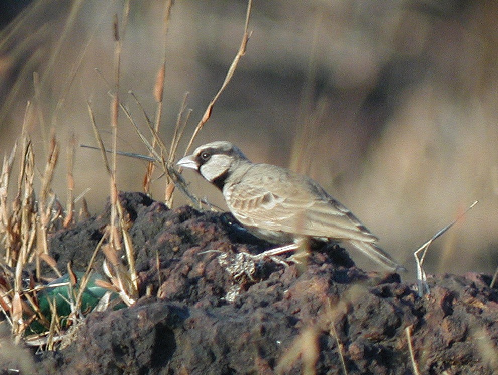 Ashy-crowned Sparrow-Lark - ML322122841